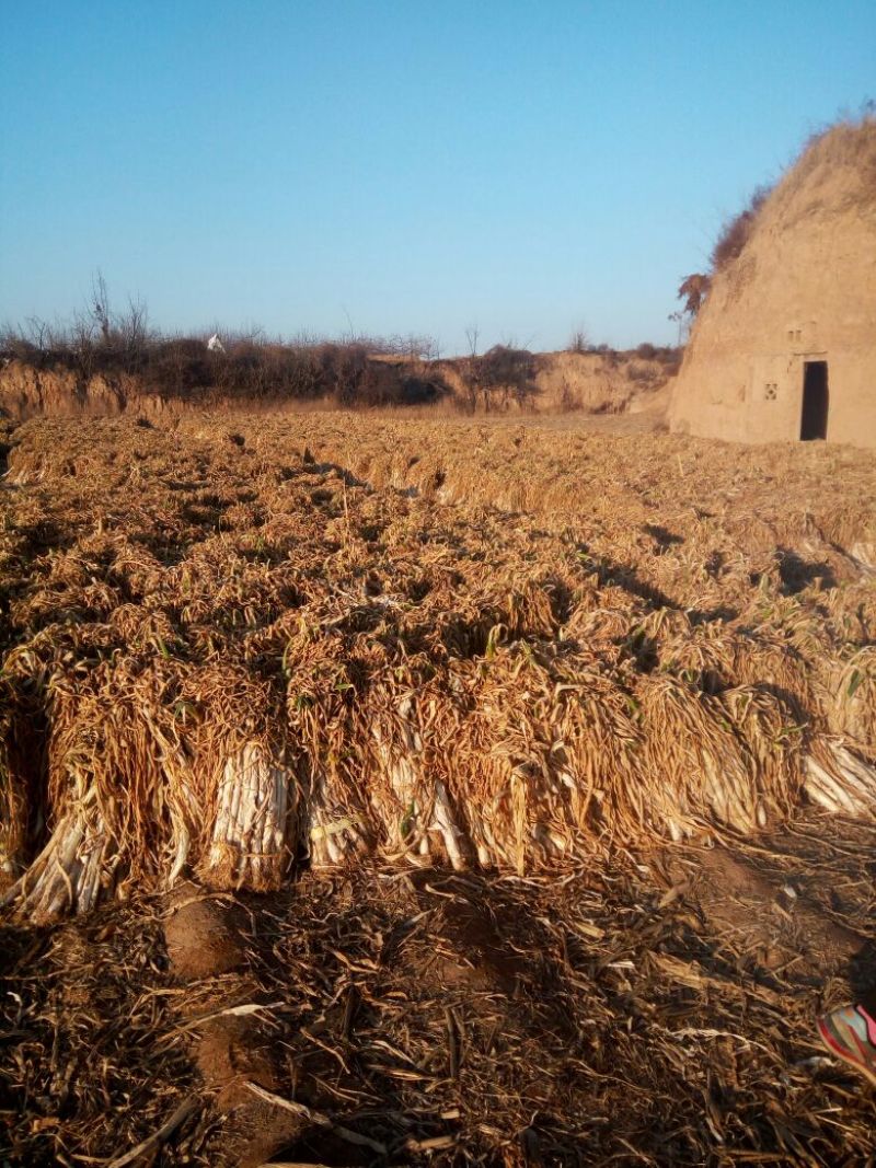 山西大葱。万荣长白大葱大量供应。万荣大葱万荣大葱