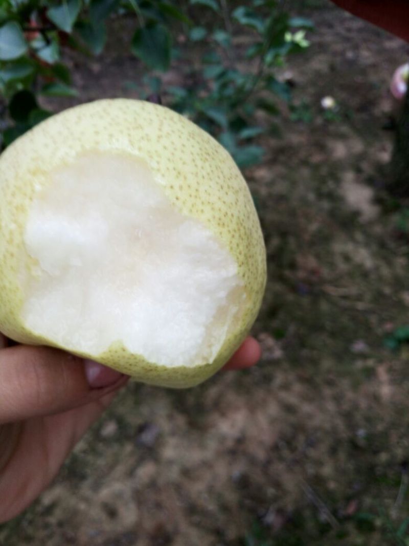 酥梨250~300g纸袋