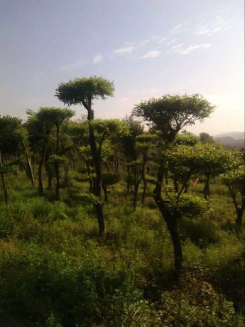 黄山栾树