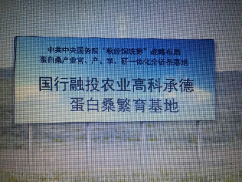 桑树苗140cm