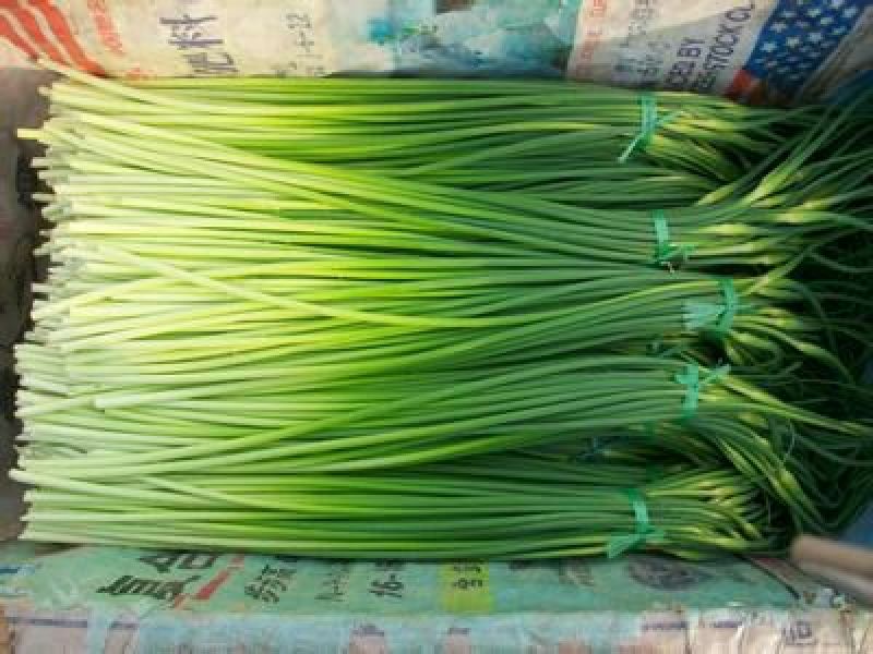 蒜薹50~60厘米