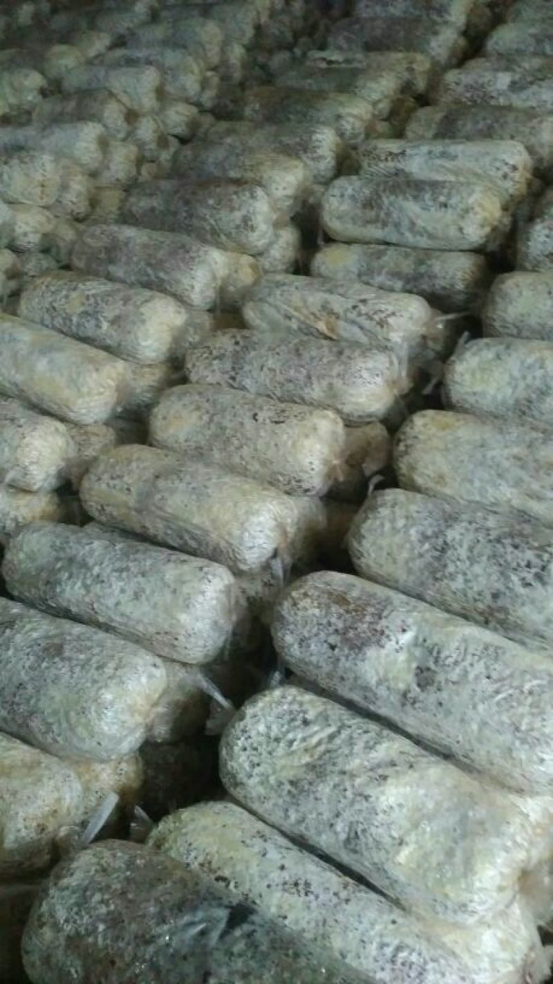 平菇菌种栽培种，一手好货，欢迎咨询采购。