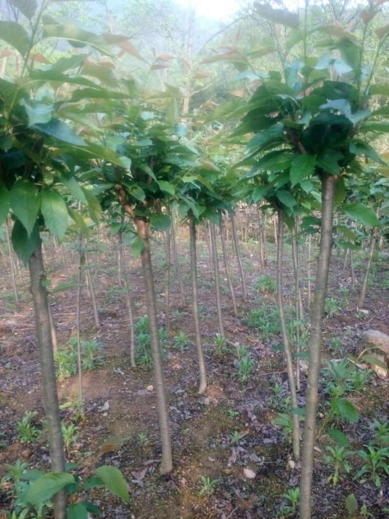 晚樱3公分规格齐全