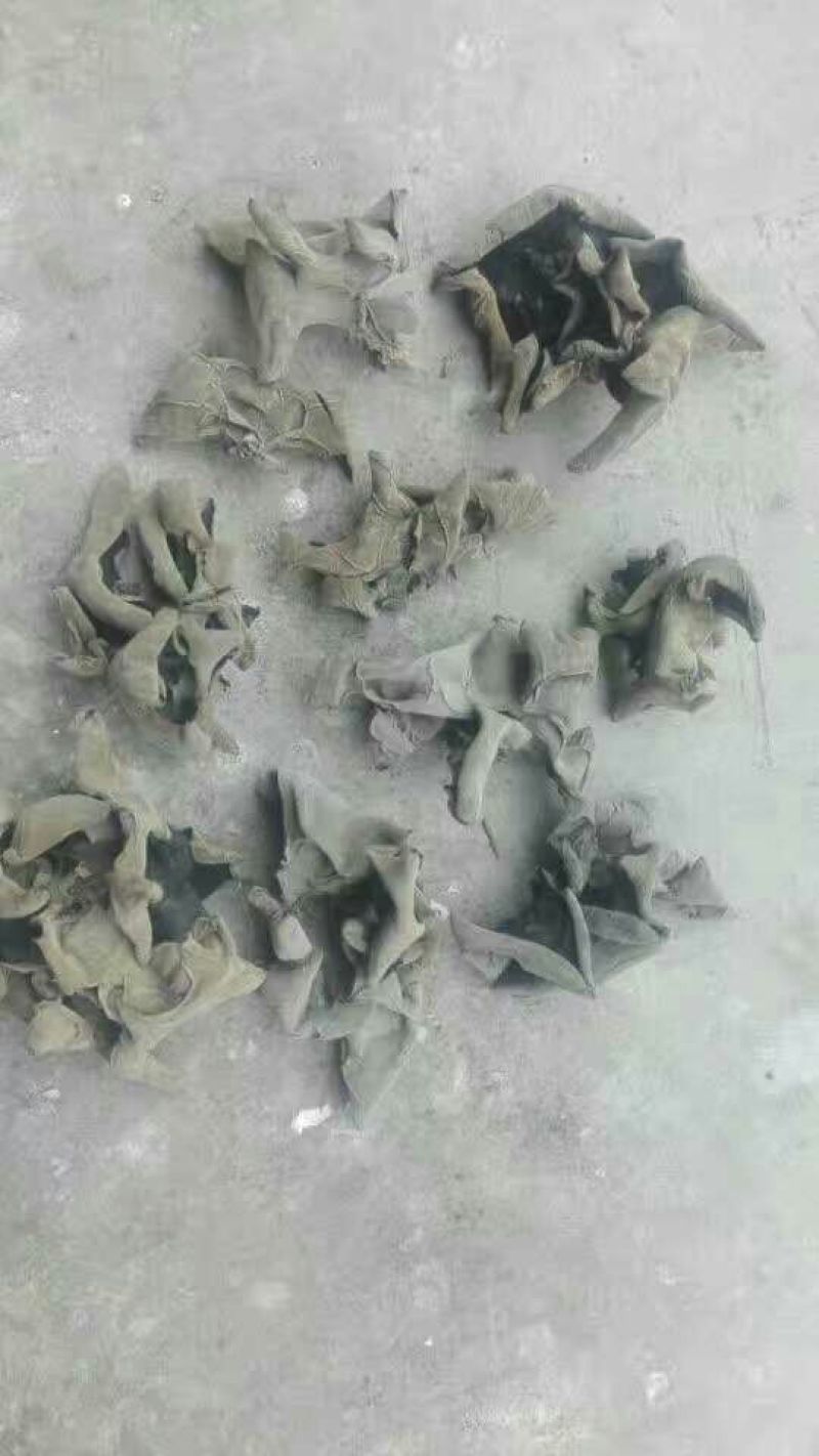 黑木耳一级