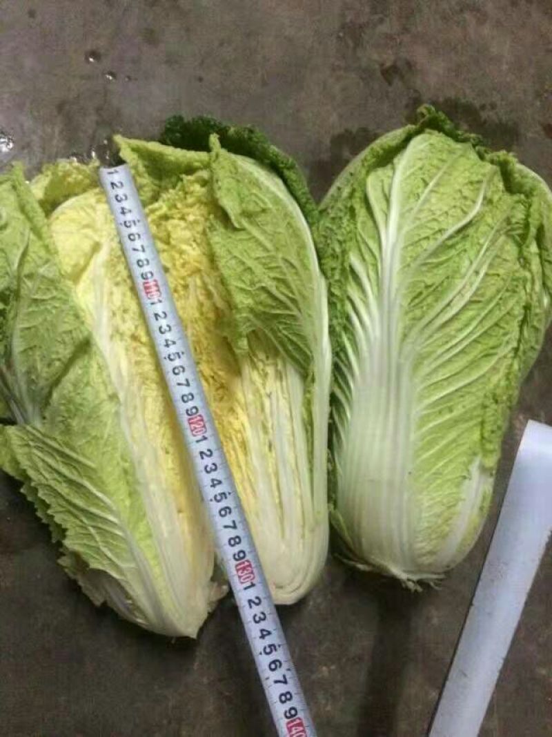山东省聊城市莘县大白菜基地直供