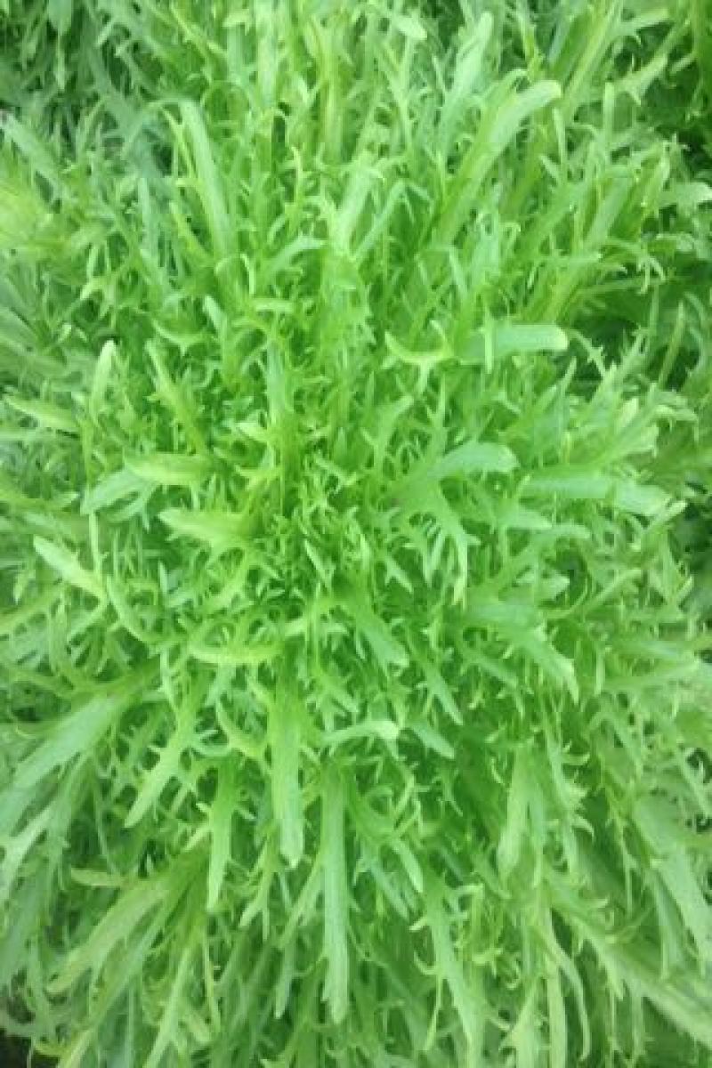 苦菊