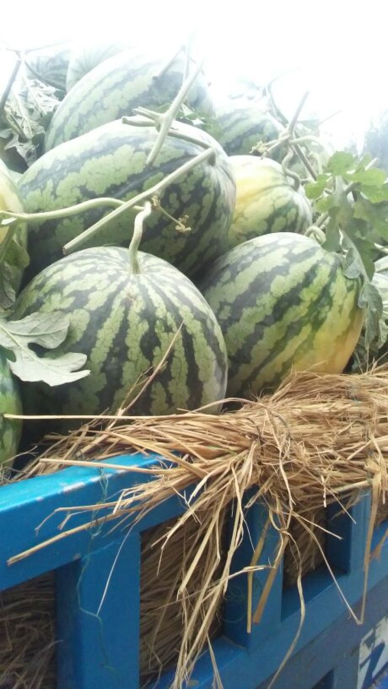 龙卷风西瓜10斤打底9成熟1茬