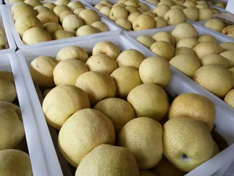 砀山梨250~300g纸箱