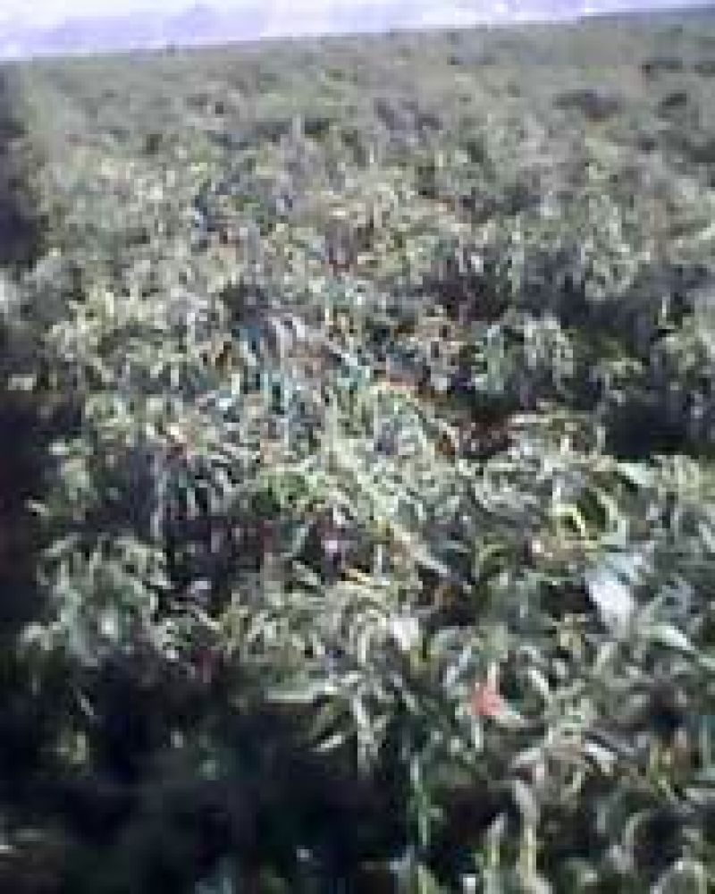大叶菠菜15~20厘米