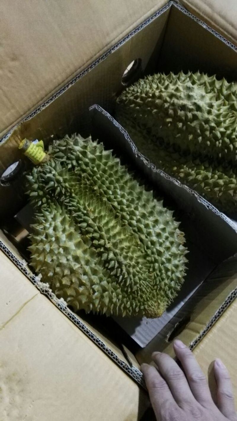 泰国榴莲
