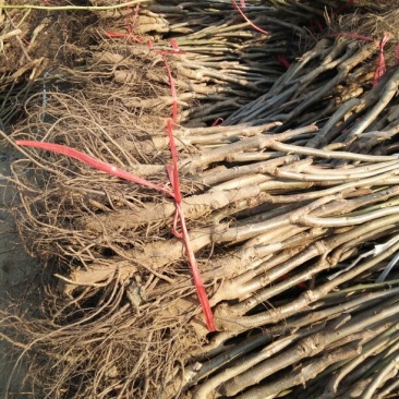 核桃苗一年苗50~100cm
