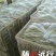 九粒白芸豆20cm以上