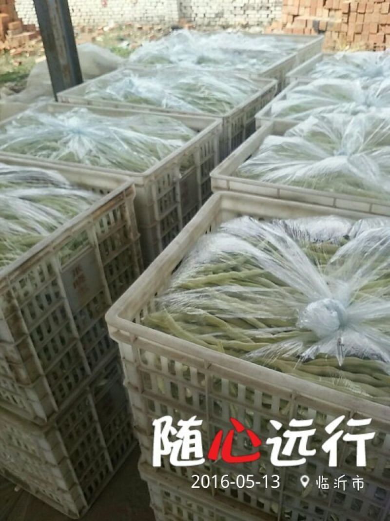 九粒白芸豆20cm以上