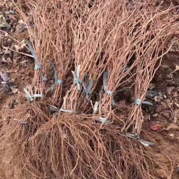 巨峰葡萄苗自家育苗基地品种质量保证根系发达