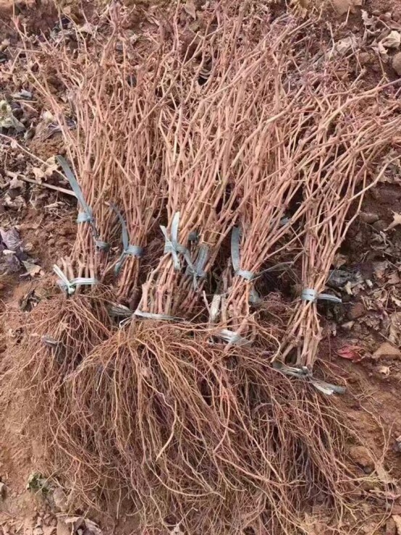 巨峰葡萄苗自家育苗基地品种质量保证根系发达