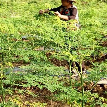 辣木茶特级