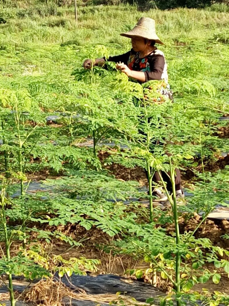 辣木茶特级