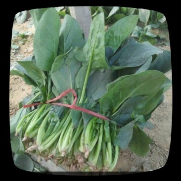 大叶菠菜25~30厘米