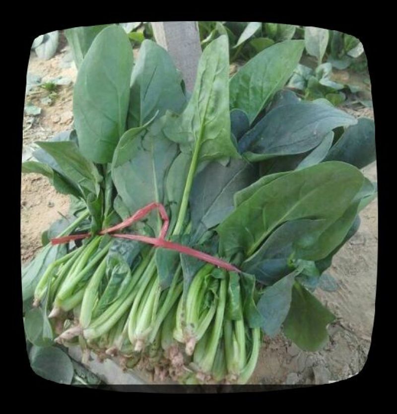 大叶菠菜30~35厘米