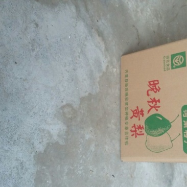 晚秋黄梨300~350g纸加膜