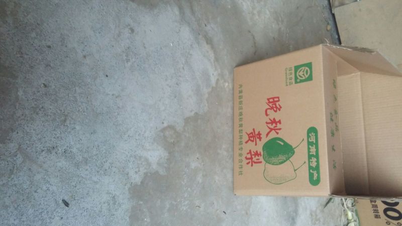 晚秋黄梨300~350g纸加膜