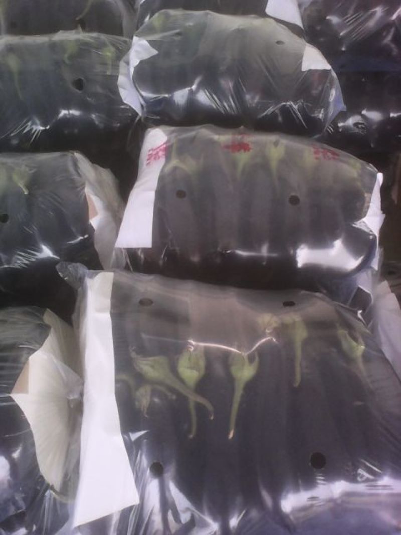 【精品】长茄子产地直发，一手货源，现摘现发大量上市，保质