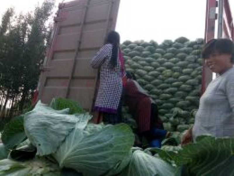 供应京丰1号甘蓝大量上市精品包菜可对接商超