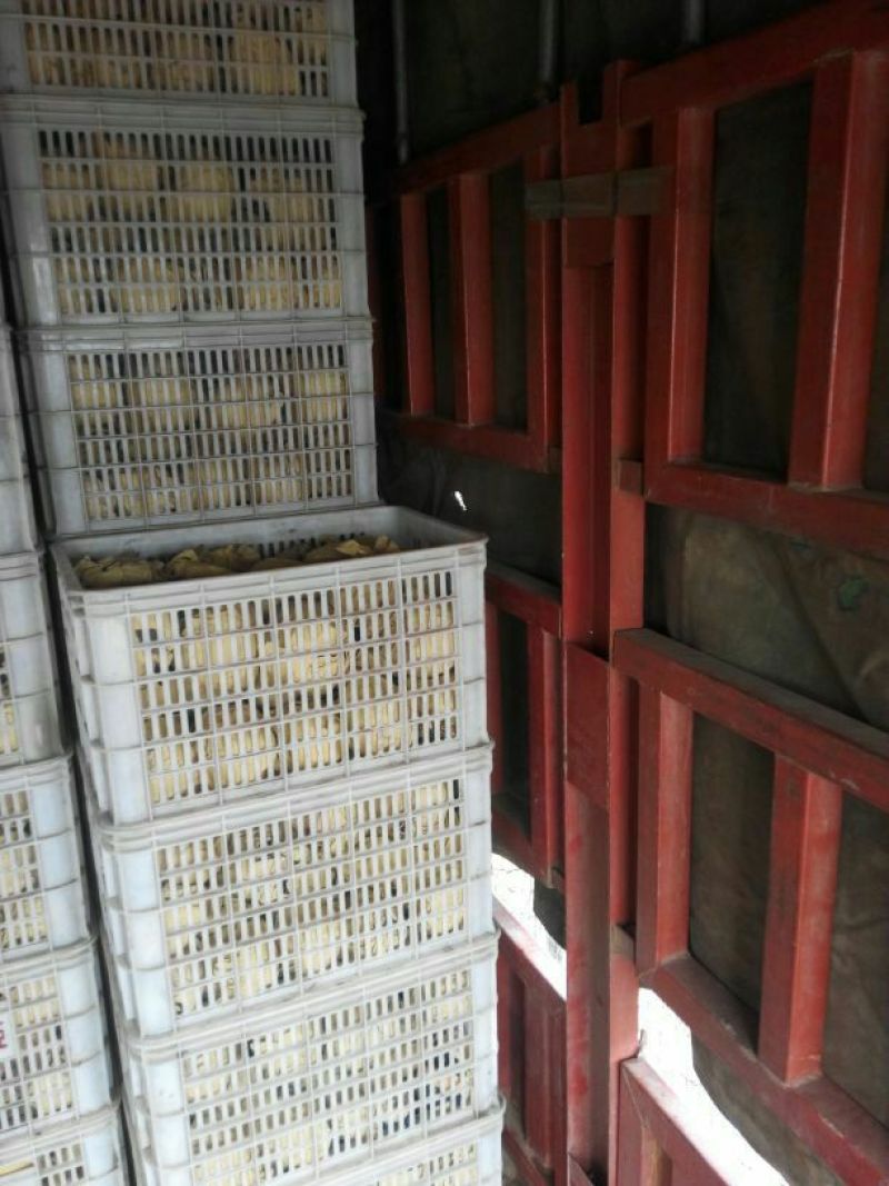 晚秋黄梨七两起纸加膜、包吃饭包上车