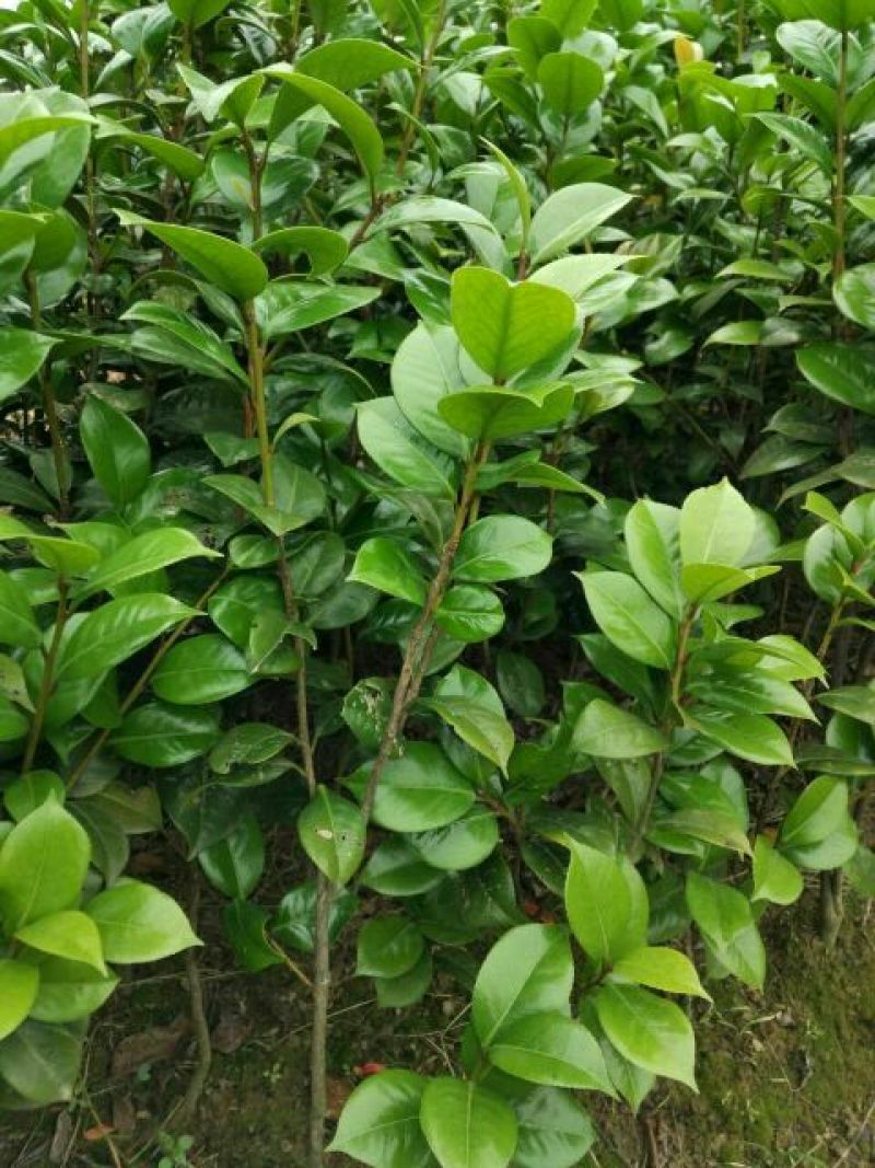 茶花树，七星茶花小苗，湖南茶花小苗，茶花球，茶花树价格