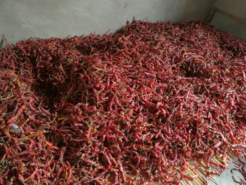 新一代干辣椒通货8.5成干