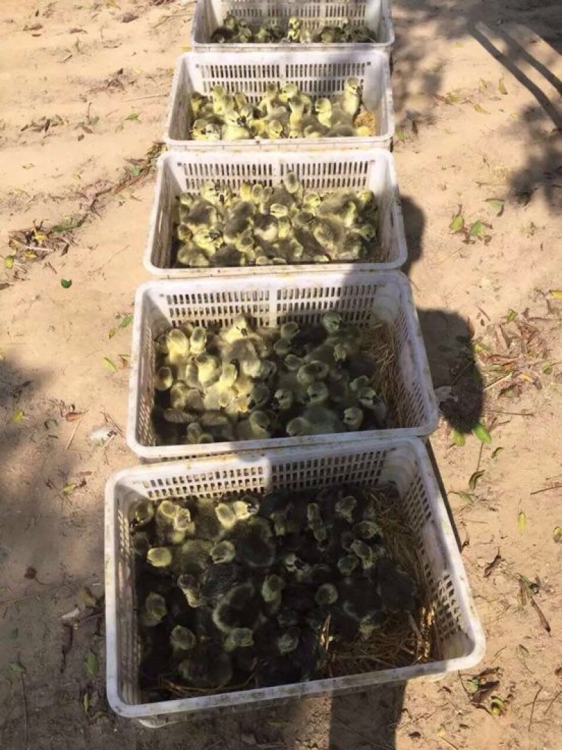 狮头鹅苗