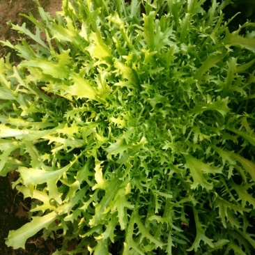 苦菊
