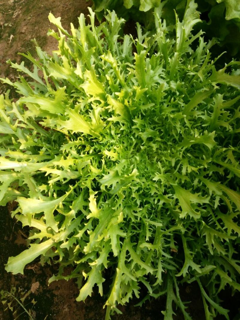 苦菊