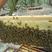 野菊花蜂蜜:500斤起大优惠