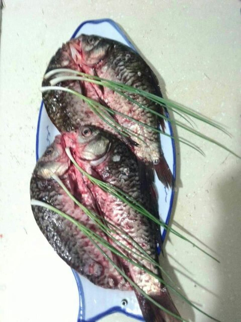 方正银鲫食用