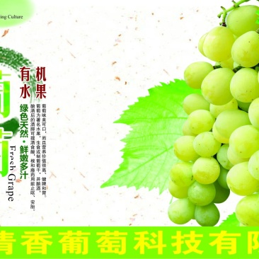 阳光玫瑰葡萄苗0.5年30cm以下