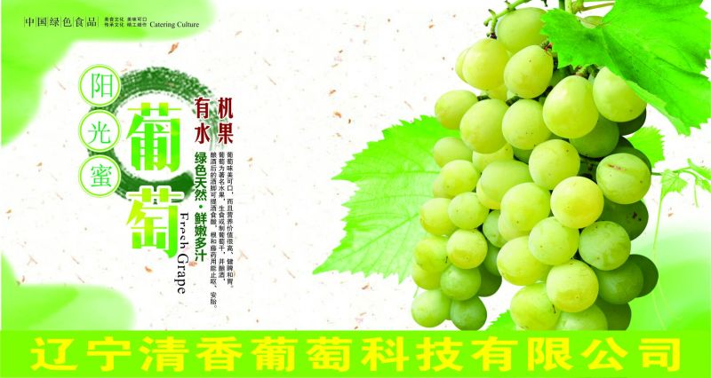 阳光玫瑰葡萄苗0.5年30cm以下