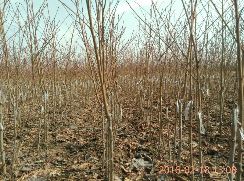 【桃树苗】80cm以上河南南阳苗木基地直供品质保证存活