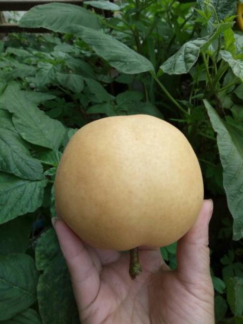 丰水梨300~350g纸袋