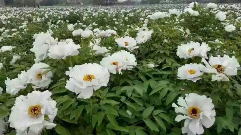 白芍种苗