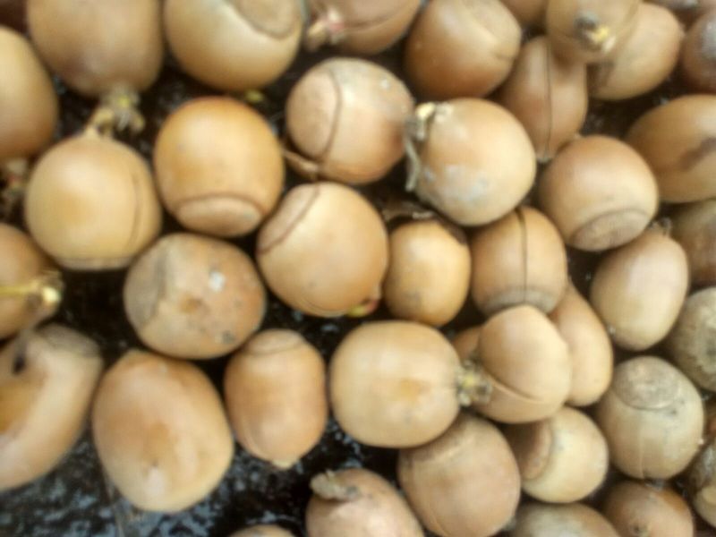 河南橡实大小均匀自然风干产地直发品质保证量大优惠