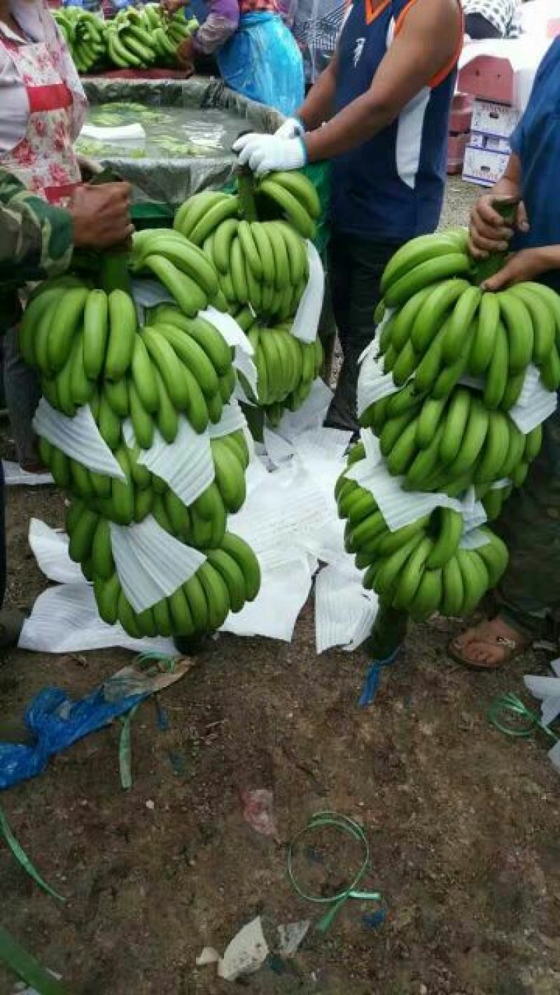 香蕉七成熟云南巴西品种货源稳定，优质货源，基地直发