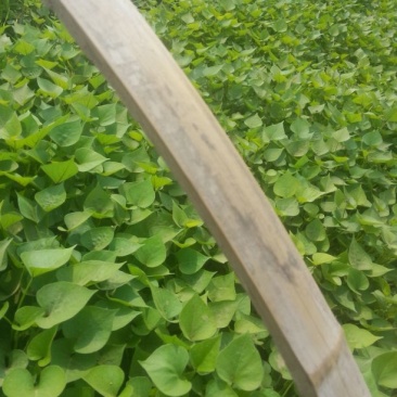济薯26红薯苗15~25cm