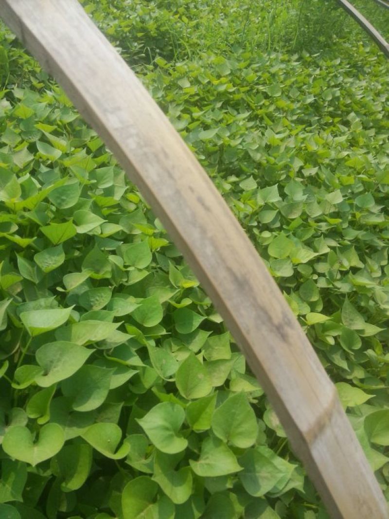 济薯26红薯苗15~25cm