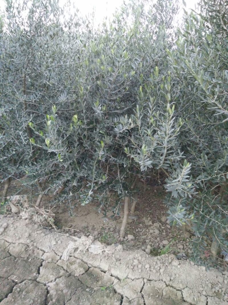 油橄榄苗木基地直销