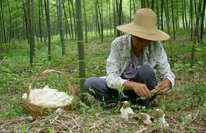 干竹荪特级