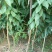 李子树苗50~100cm，西梅李子树苗。法兰西李子树苗