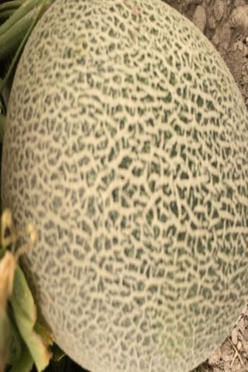 西州蜜瓜