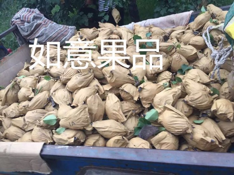 皇冠梨