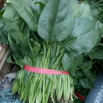 菠菜30~35厘米